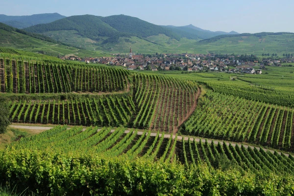 Vins d'Alsace | AMMERSCHWIHR #14