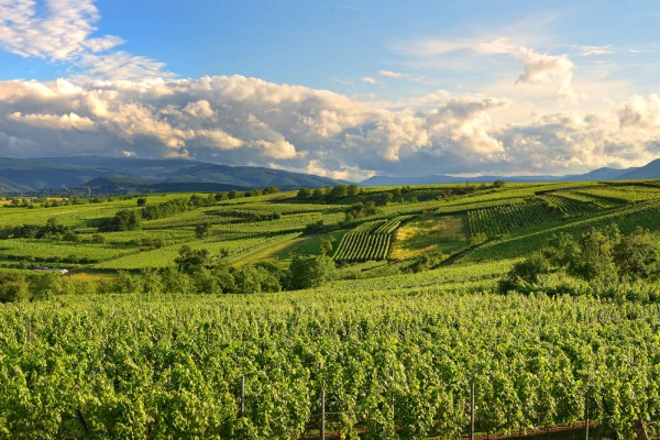 Vins d'Alsace | BERGBIETEN #15