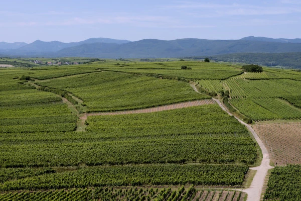 Vins d'Alsace | BERGBIETEN #15