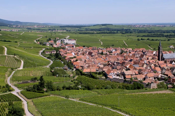 Vins d'Alsace | DAMBACH-LA-VILLE #3