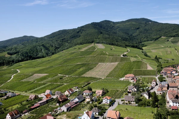 Vins d'Alsace | DAMBACH-LA-VILLE #3