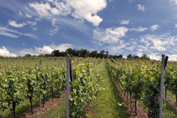 Vins d'Alsace | ORSCHWIHR #5