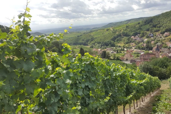 Vins d'Alsace | REICHSFELD #11