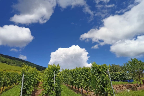 Vins d'Alsace | REICHSFELD #11