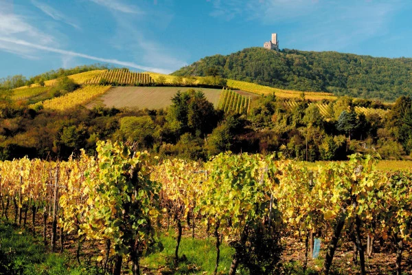 Vins d'Alsace | SCHERWILLER #1
