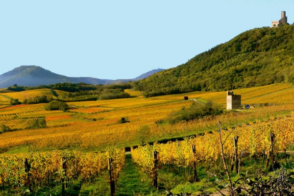 Vins d'Alsace | SCHERWILLER #1