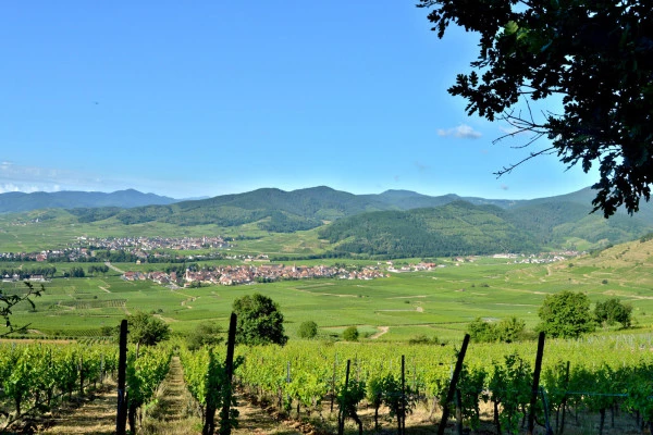 Vins d'Alsace | SIGOLSHEIM #6