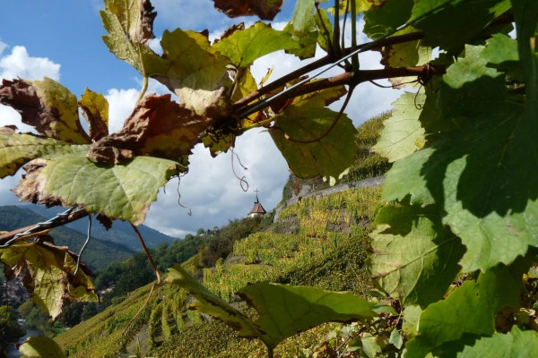 Vins d'Alsace | THANN #12