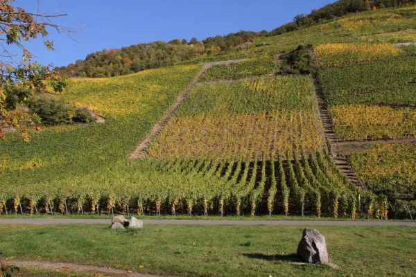 Vins d'Alsace | THANN #12