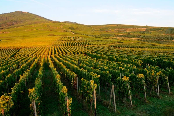Vins d'Alsace | WINTZENHEIM #2