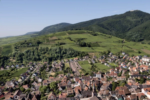 Vins d'Alsace | WINTZENHEIM #2