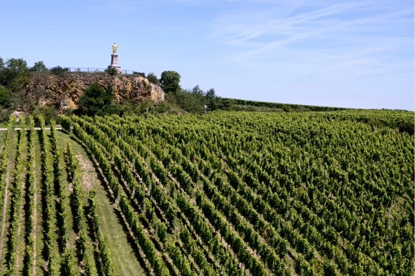 Vins d'Alsace | WOLXHEIM #5